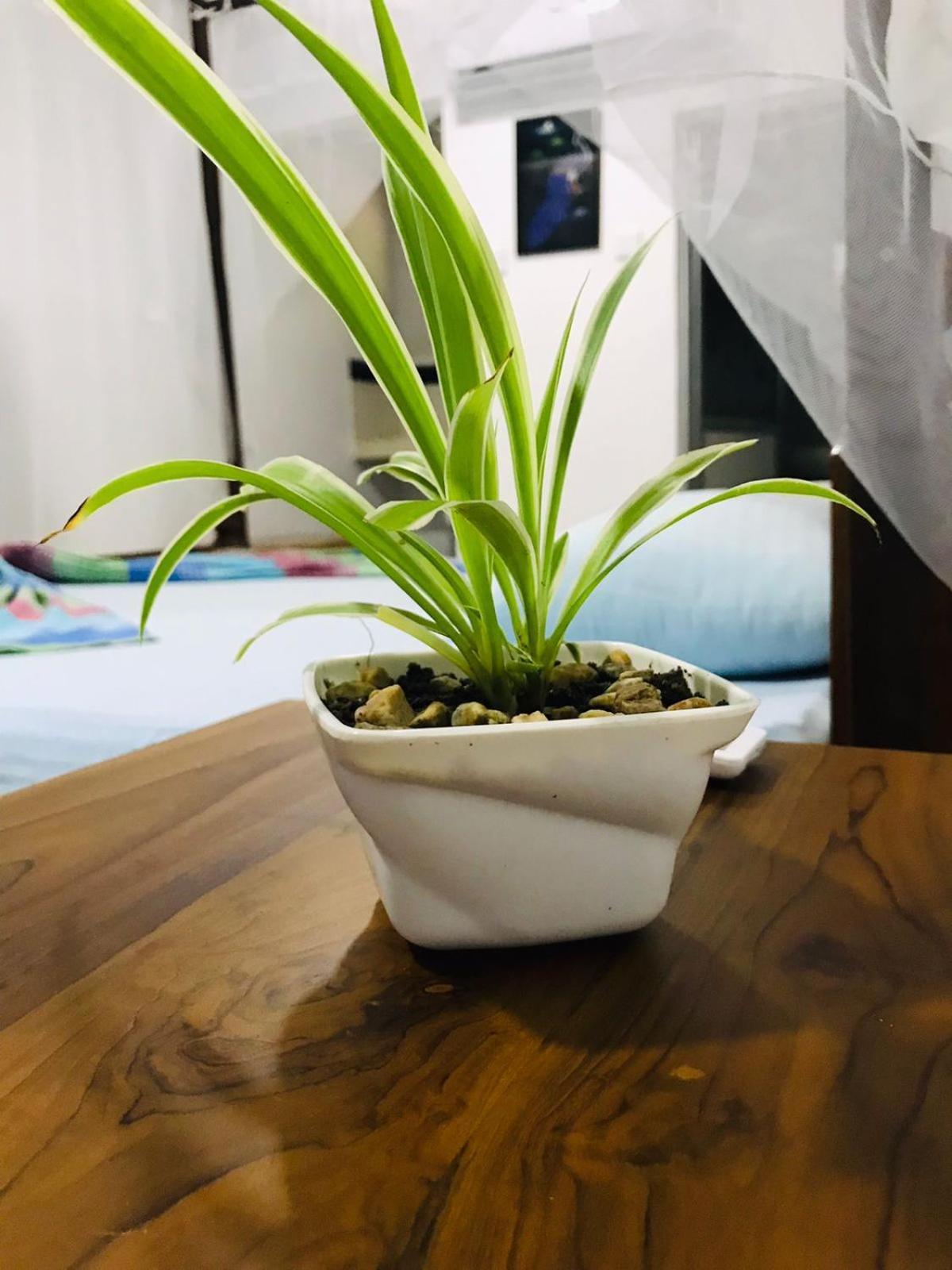 Nethmi Homestay & Restaurant タンガラ エクステリア 写真